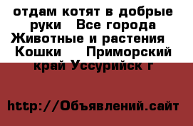 отдам котят в добрые руки - Все города Животные и растения » Кошки   . Приморский край,Уссурийск г.